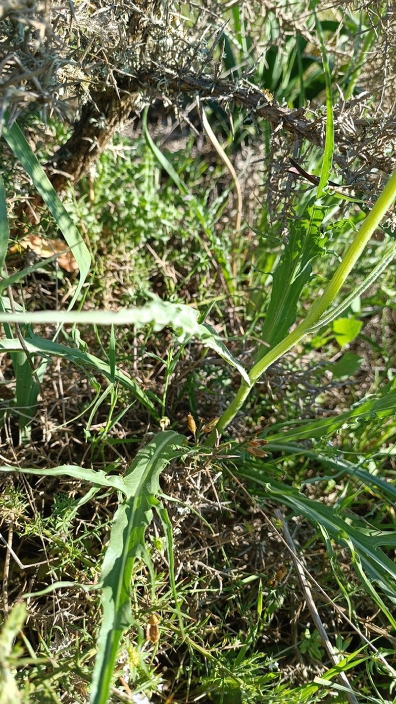 Pseudopodospermum hispanicum