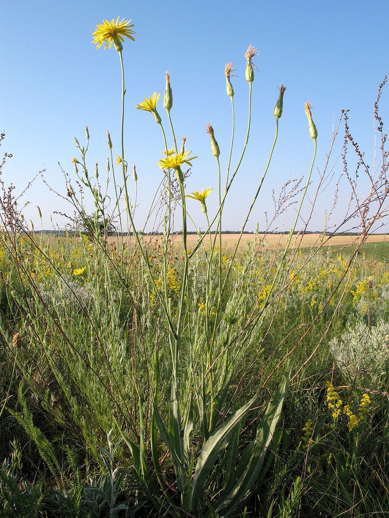 Pseudopodospermum hispanicum photo 2