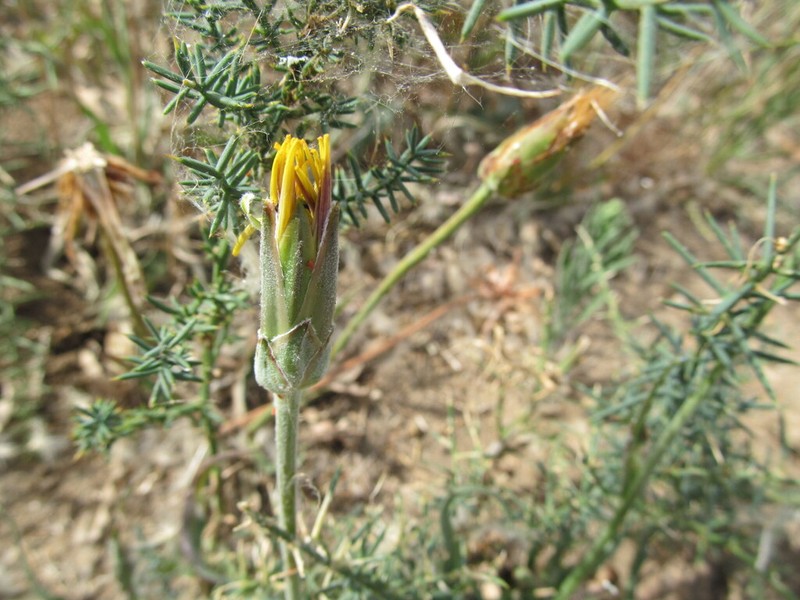 Pseudopodospermum hispanicum photo 3