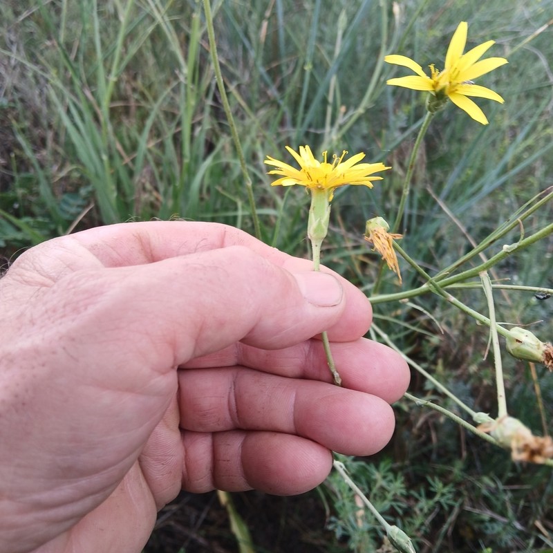 Pseudopodospermum hispanicum photo 4