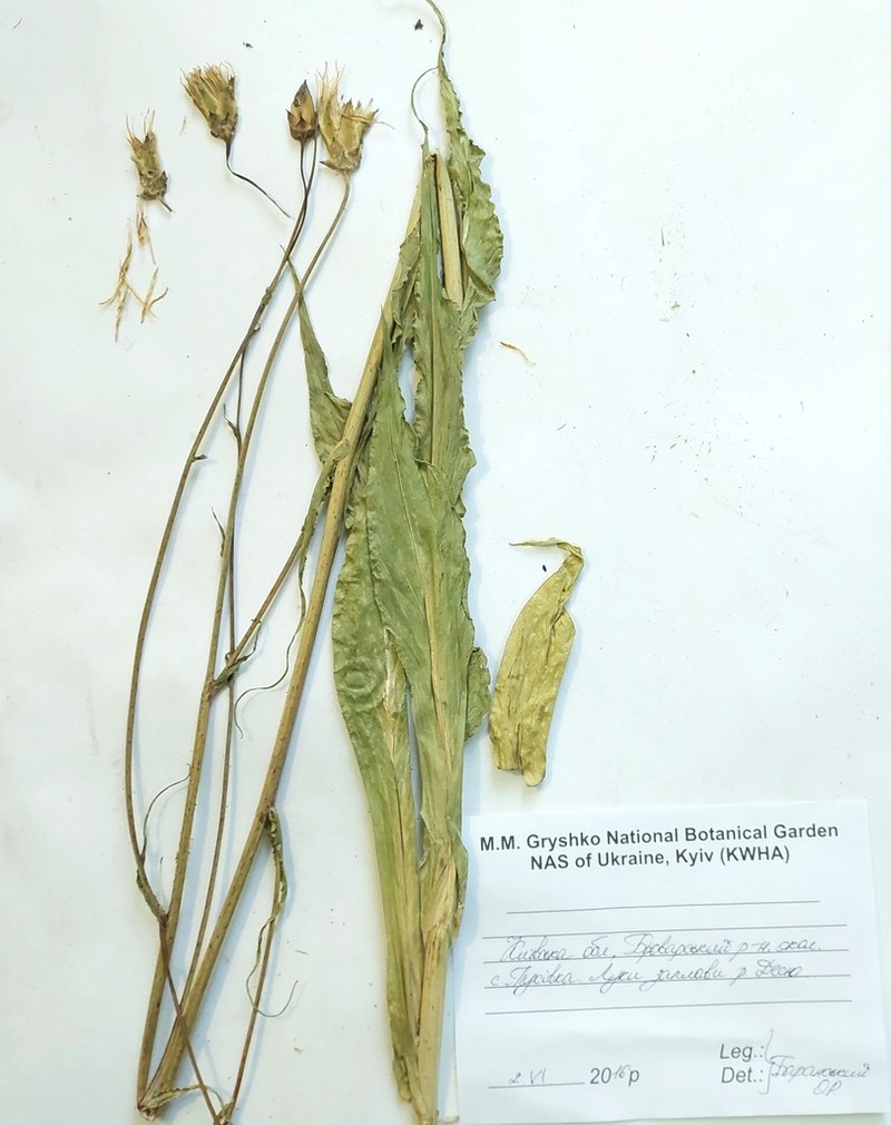 Pseudopodospermum hispanicum photo 5