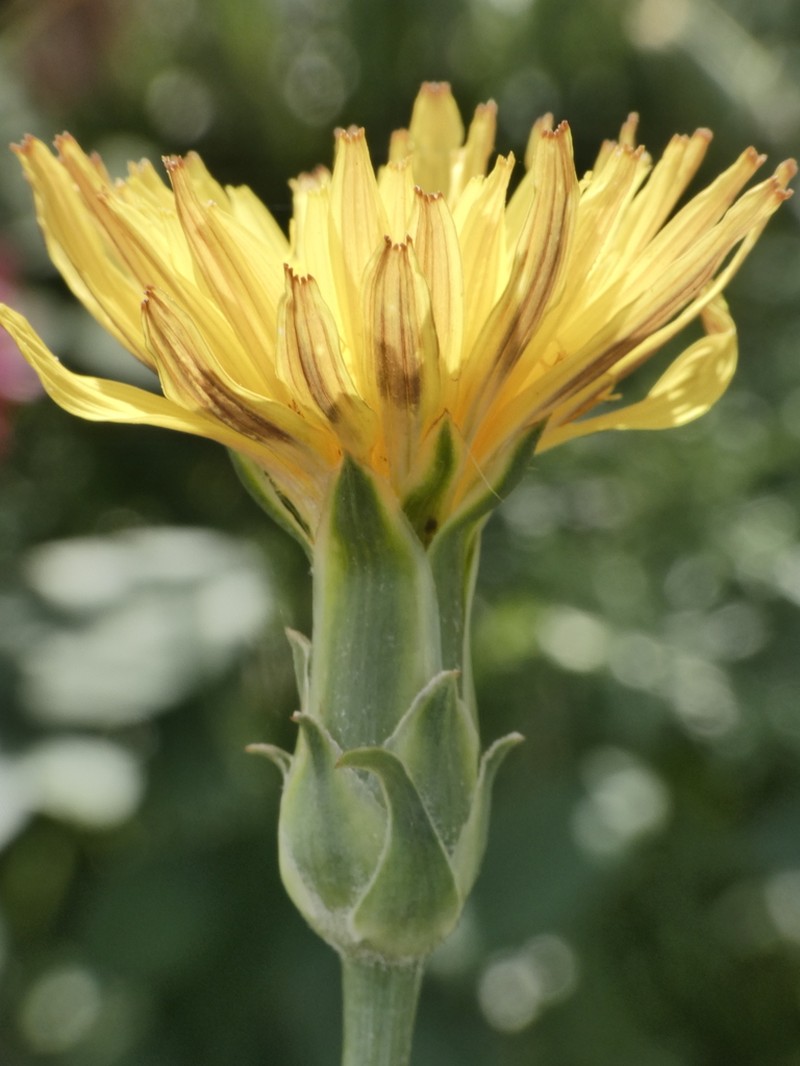 Pseudopodospermum hispanicum photo 6