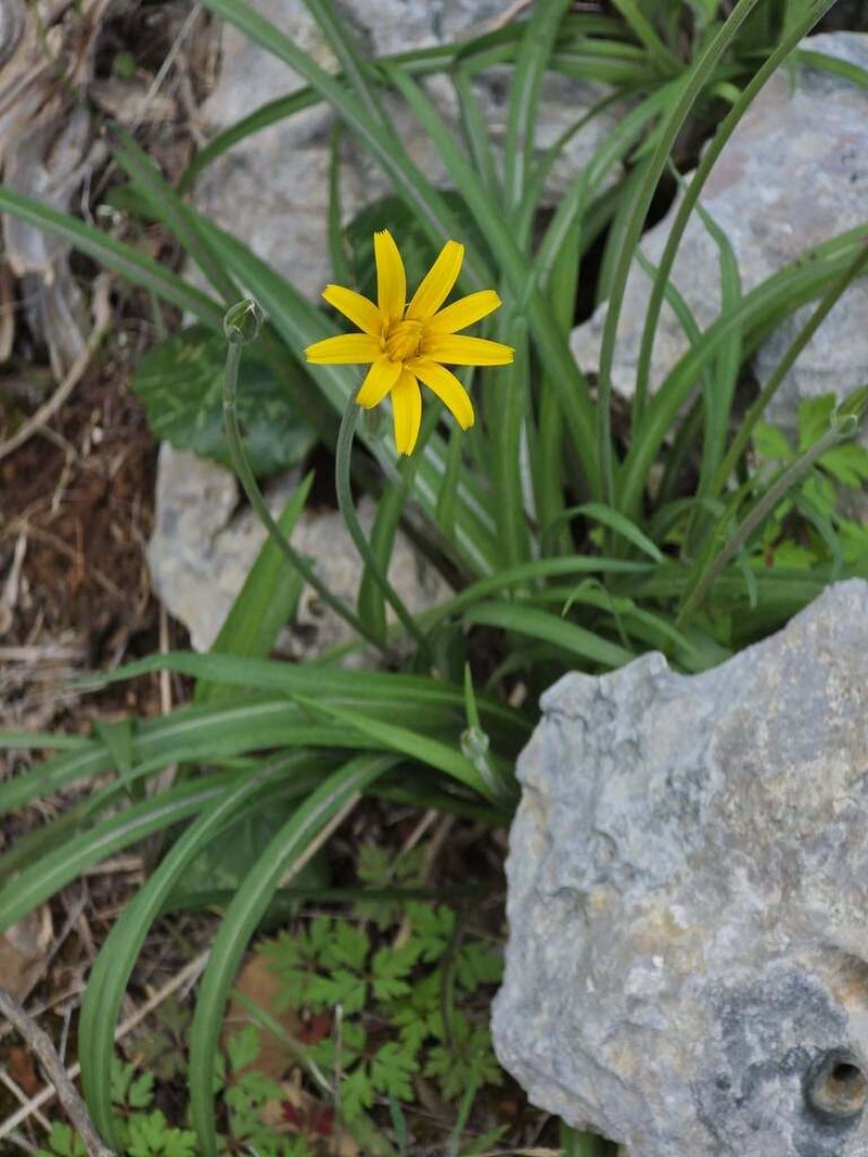 Pseudopodospermum hispanicum photo 7