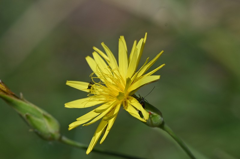 Pseudopodospermum hispanicum photo 8