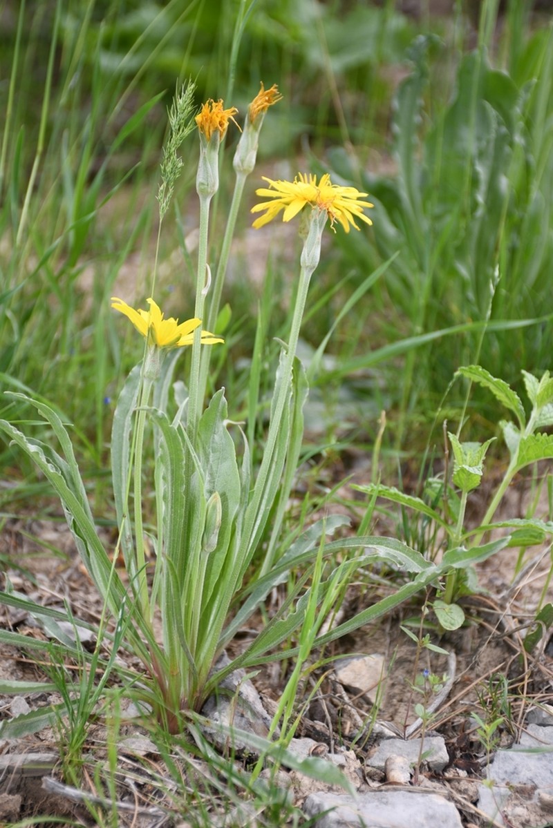 Pseudopodospermum hissaricum photo 2