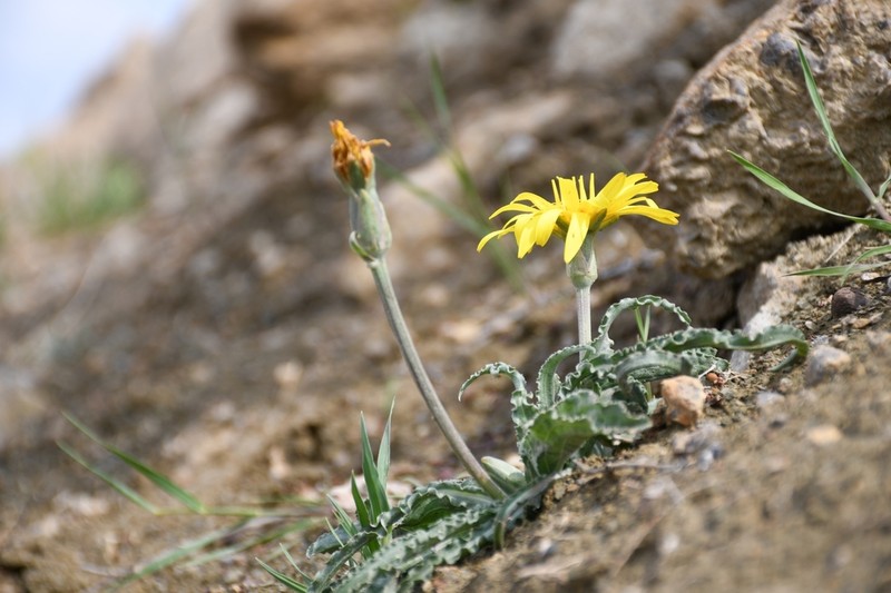 Pseudopodospermum hissaricum photo 3