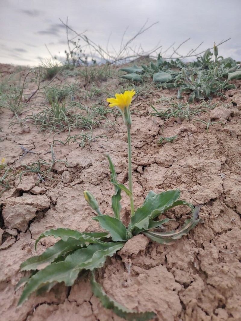 Pseudopodospermum hissaricum photo 4