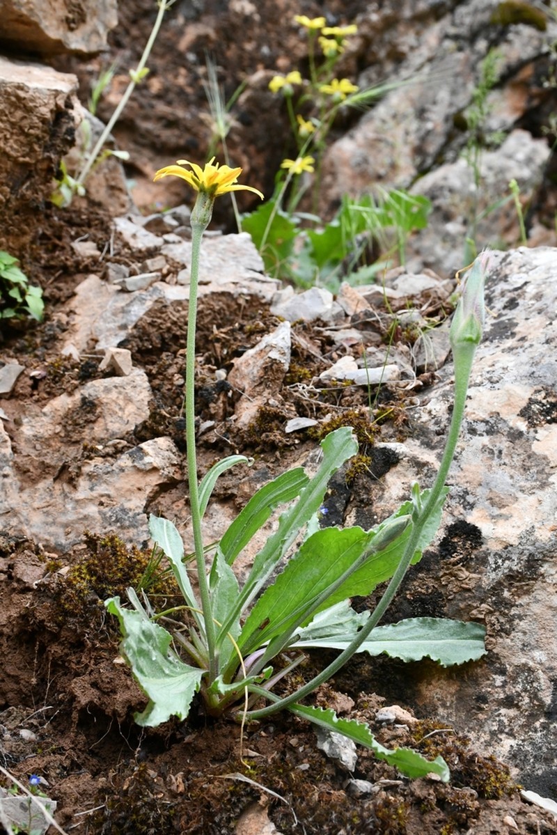 Pseudopodospermum hissaricum photo 5