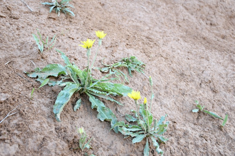 Pseudopodospermum hissaricum photo 7