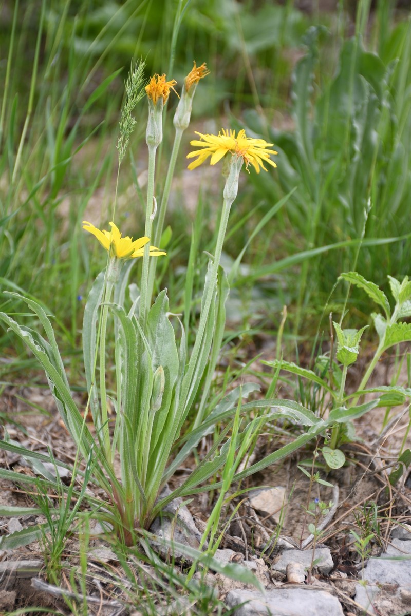 Pseudopodospermum hissaricum photo 8