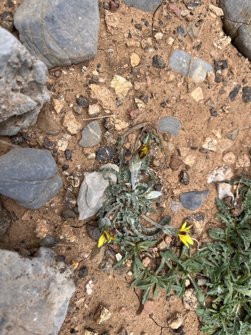 Pseudopodospermum idaeum photo 3