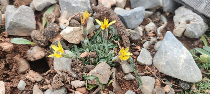 Pseudopodospermum idaeum photo 4