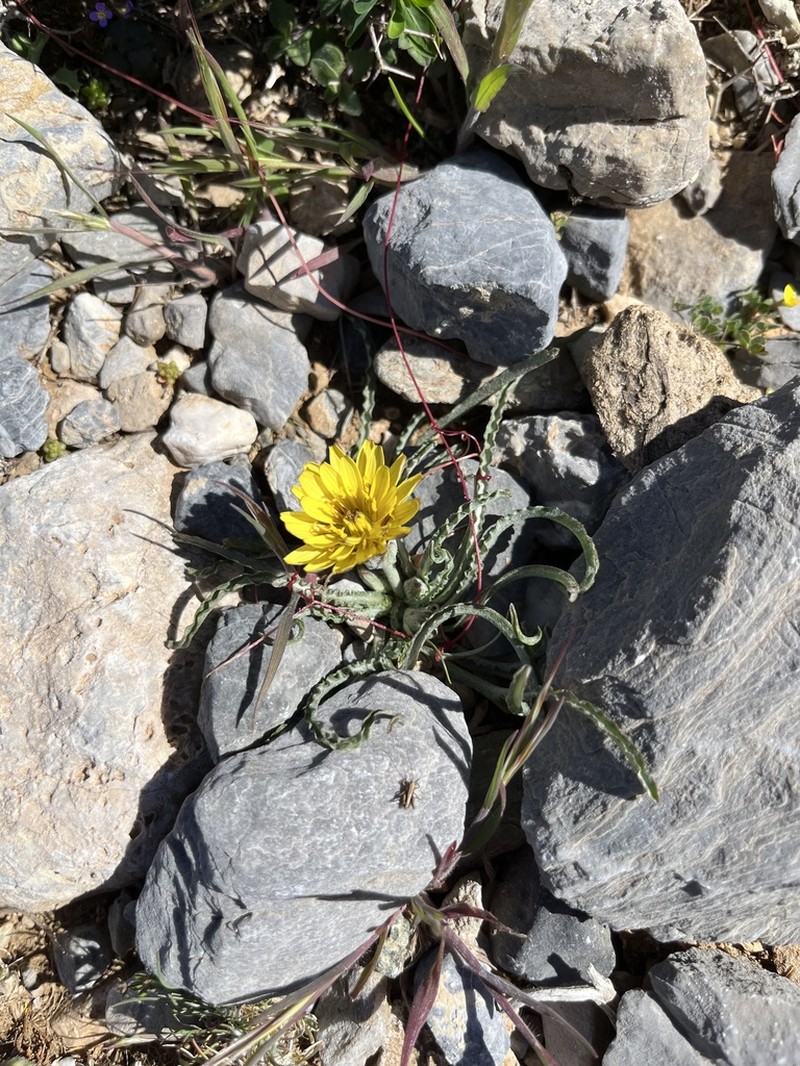 Pseudopodospermum idaeum photo 5