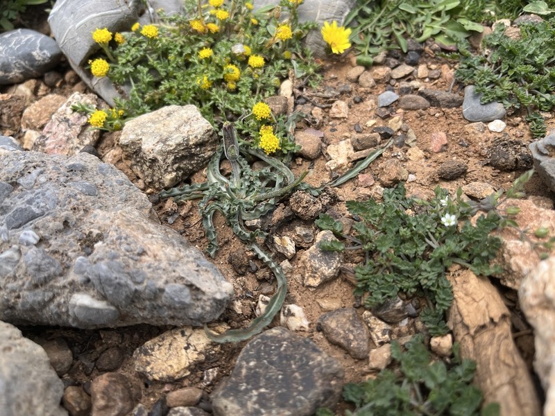 Pseudopodospermum idaeum photo 6