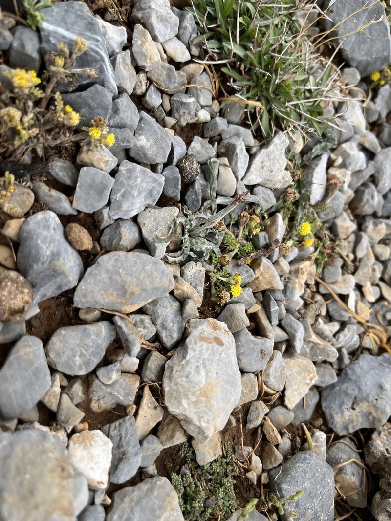 Pseudopodospermum idaeum photo 7