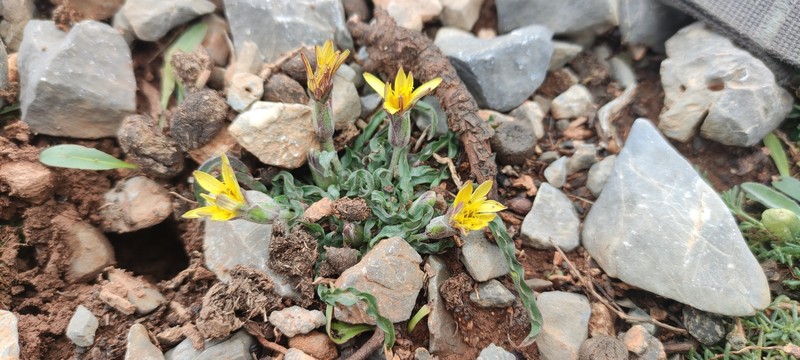 Pseudopodospermum idaeum photo 8