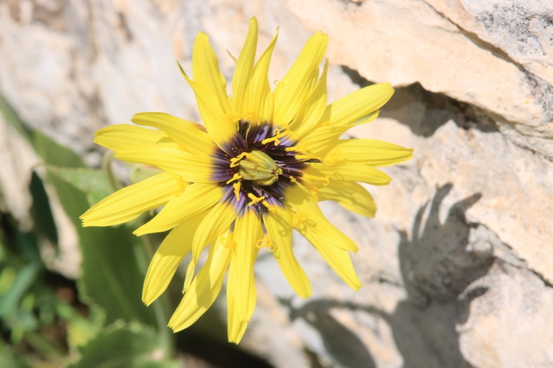 Pseudopodospermum incisum photo 2