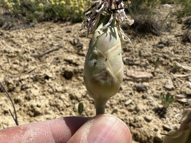 Pseudopodospermum incisum photo 3