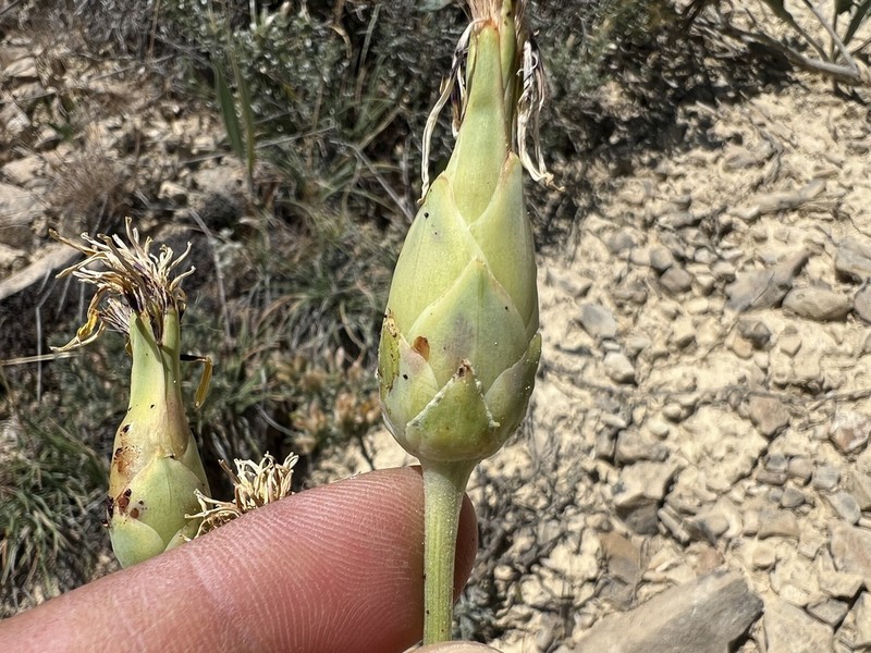 Pseudopodospermum incisum photo 4