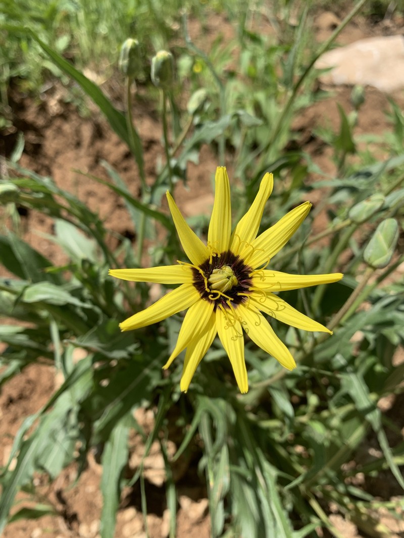 Pseudopodospermum incisum photo 5