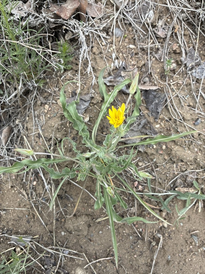 Pseudopodospermum inconspicuum photo 2