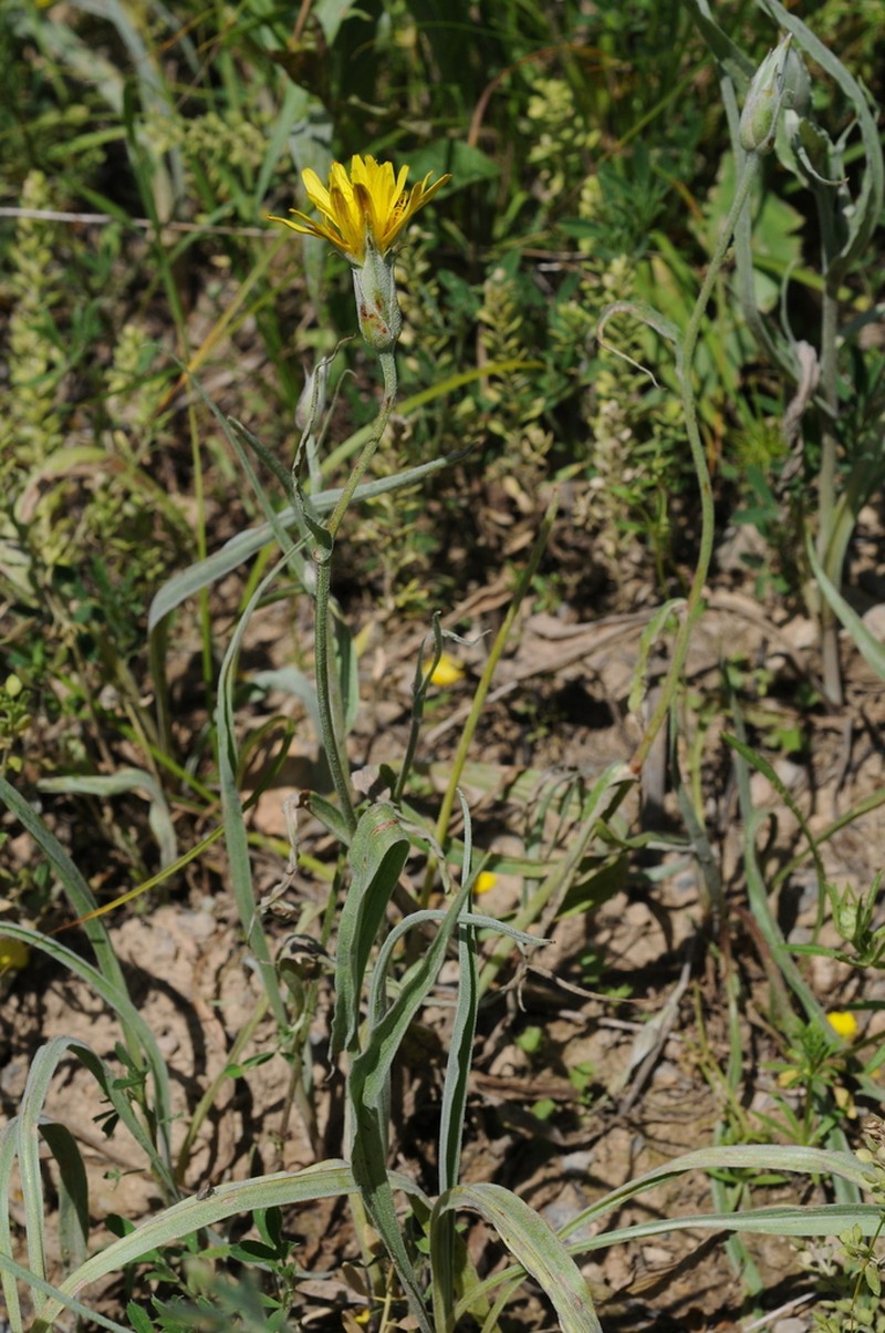 Pseudopodospermum inconspicuum photo 3