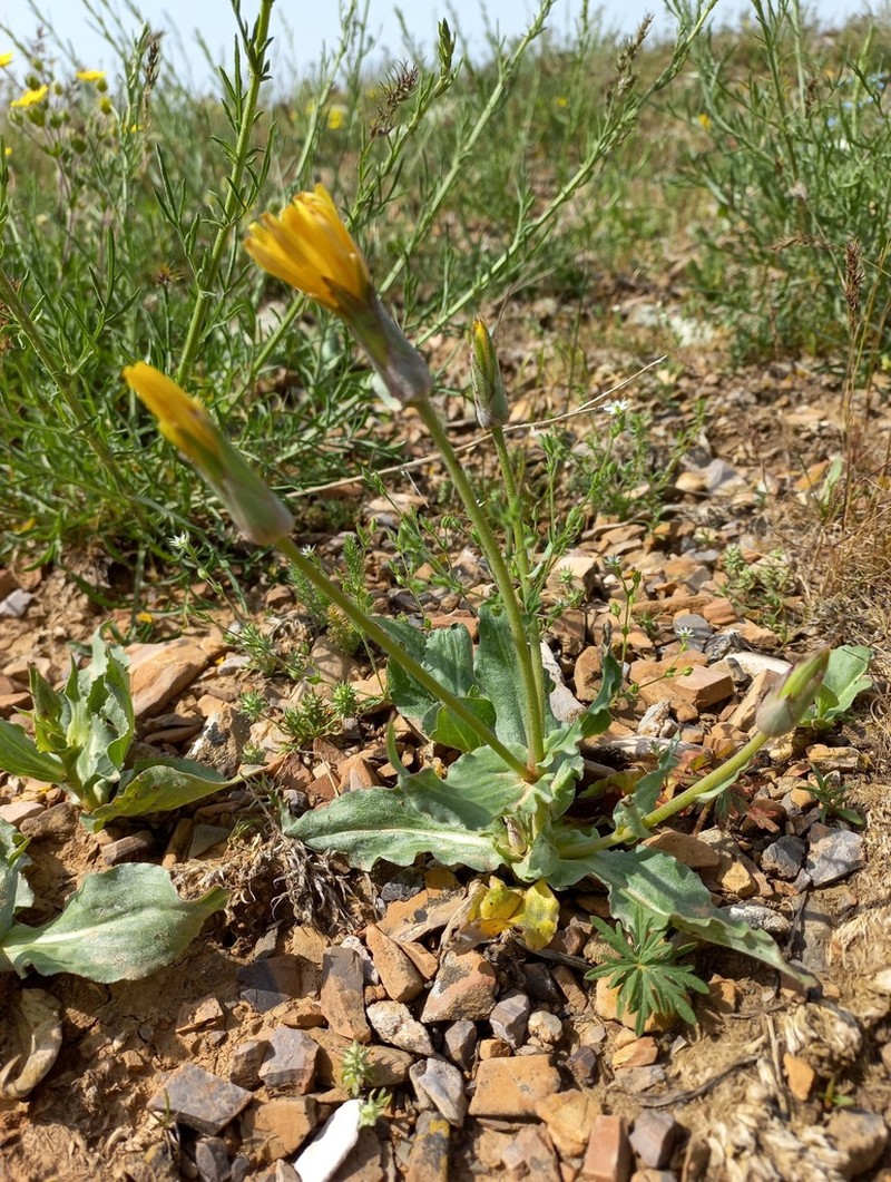 Pseudopodospermum inconspicuum photo 4