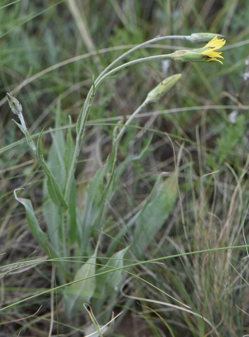 Pseudopodospermum inconspicuum photo 5
