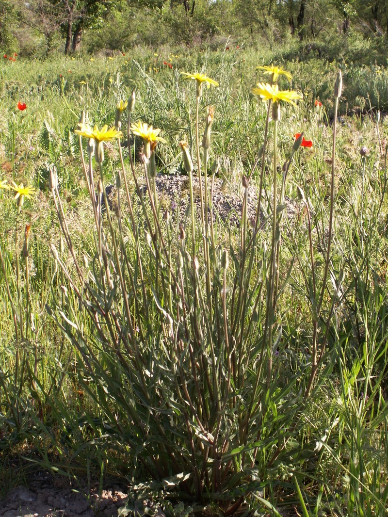 Pseudopodospermum inconspicuum photo 6