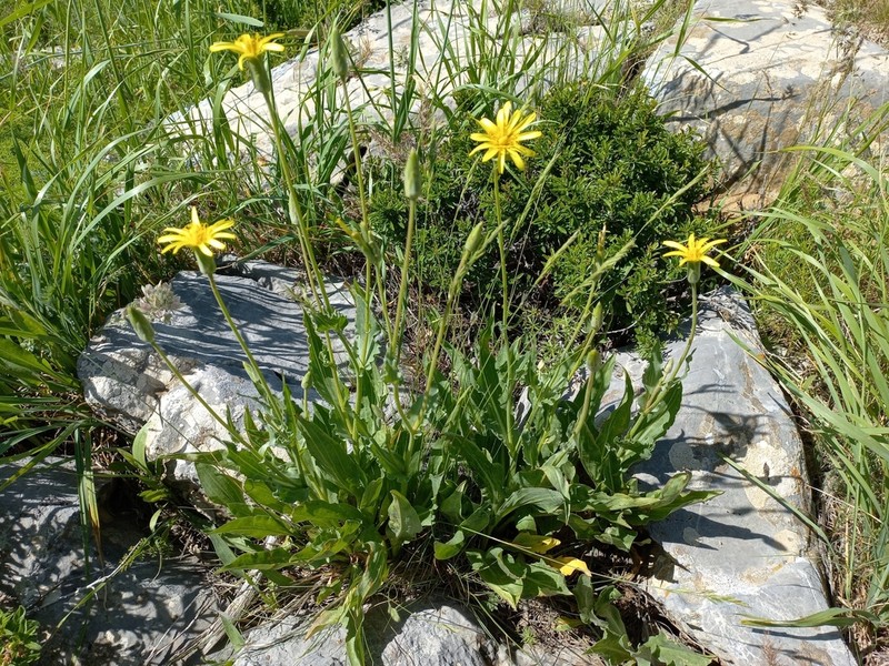 Pseudopodospermum inconspicuum photo 7