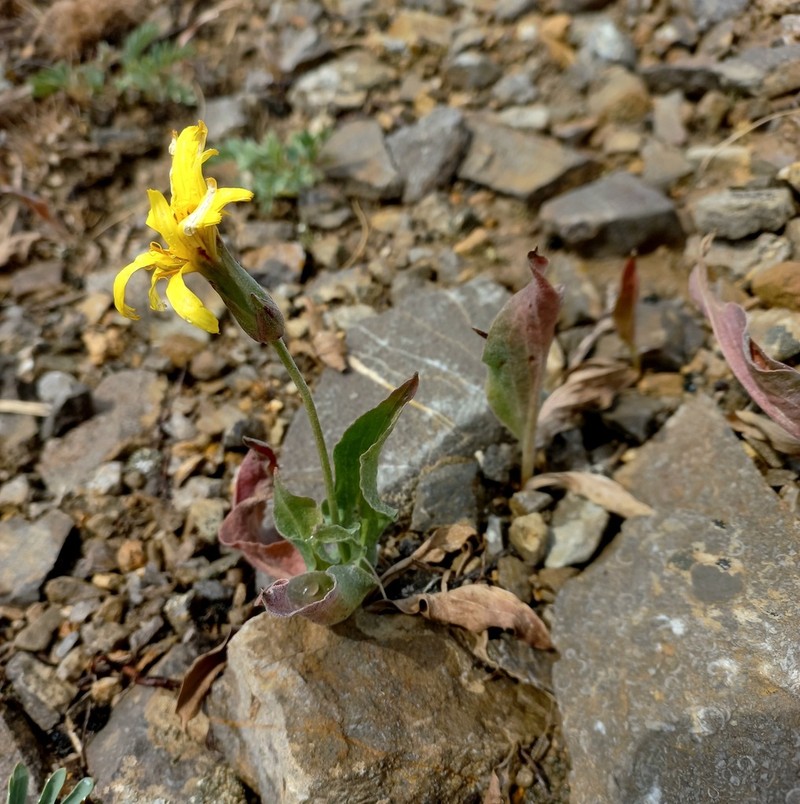 Pseudopodospermum inconspicuum photo 8
