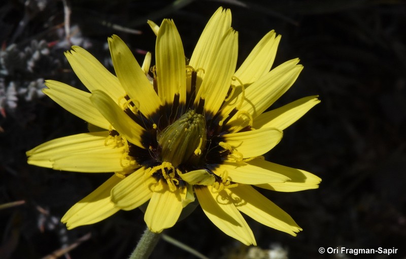 Pseudopodospermum libanoticum