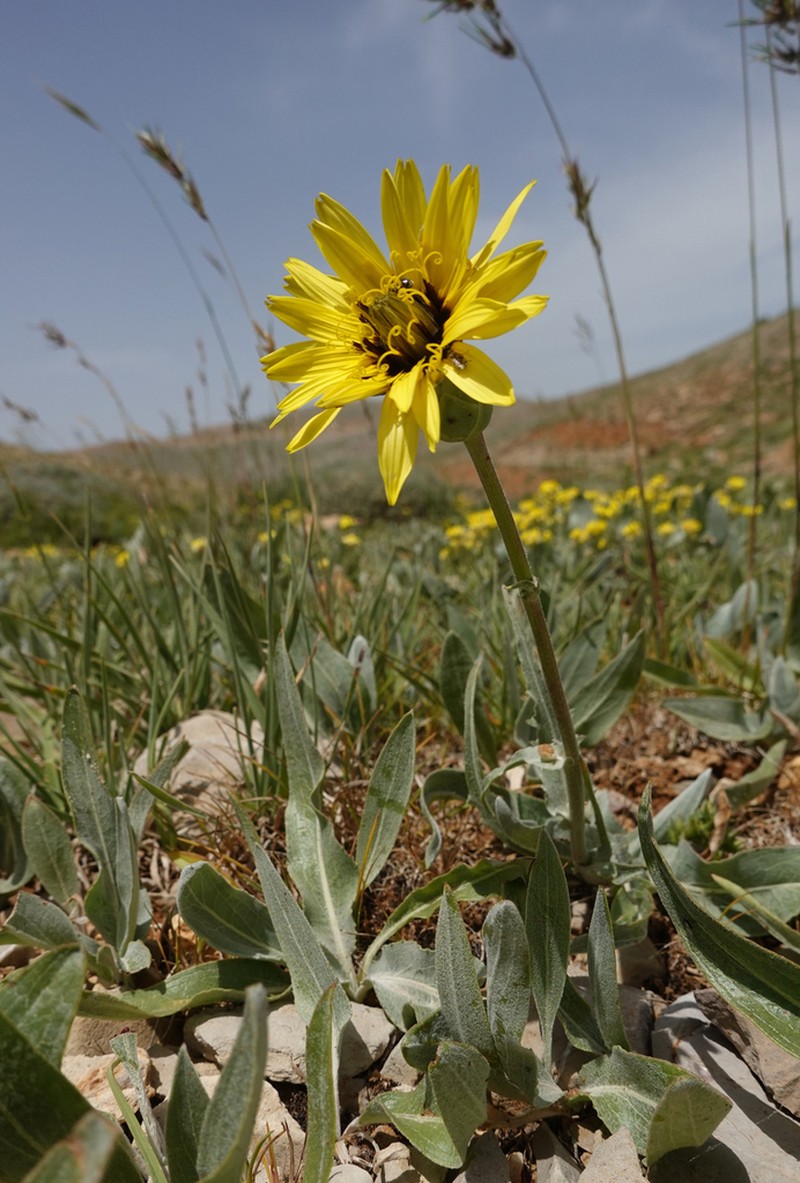 Pseudopodospermum libanoticum photo 3