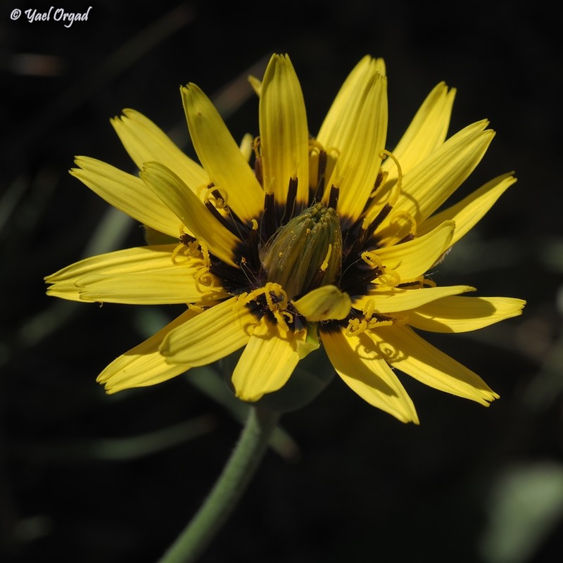 Pseudopodospermum libanoticum photo 4
