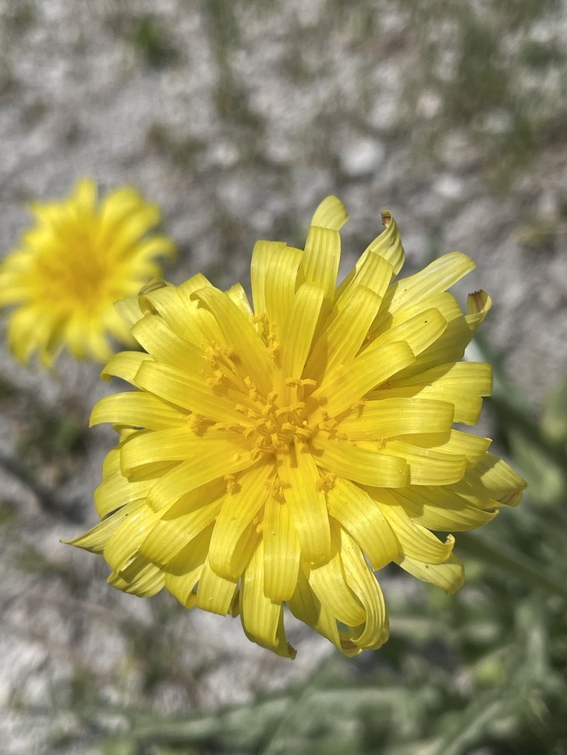 Pseudopodospermum mucidum
