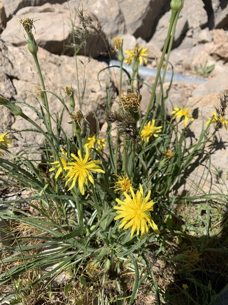 Pseudopodospermum mucidum photo 2