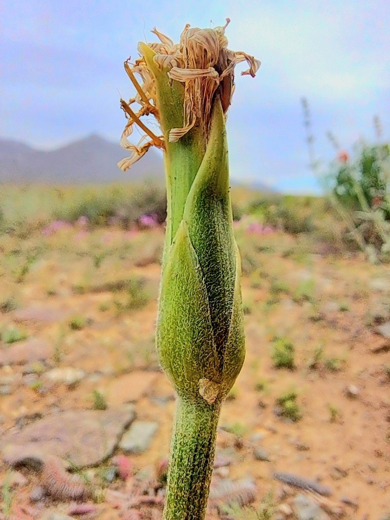 Pseudopodospermum mucidum photo 3