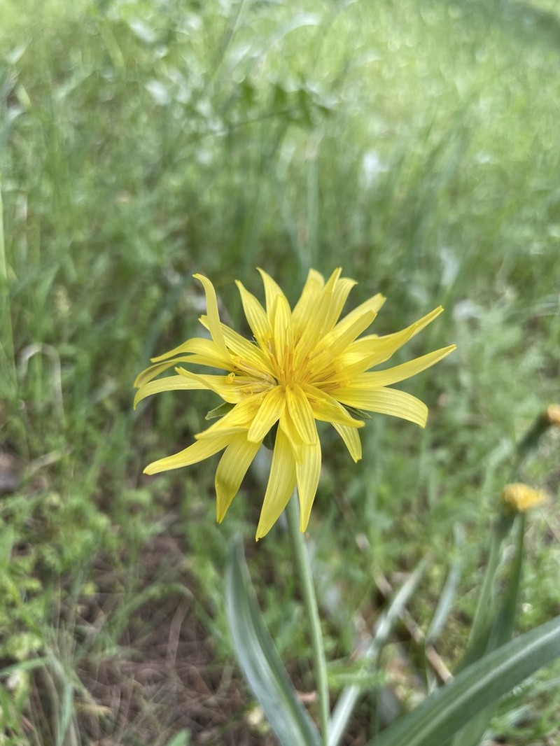 Pseudopodospermum mucidum photo 4