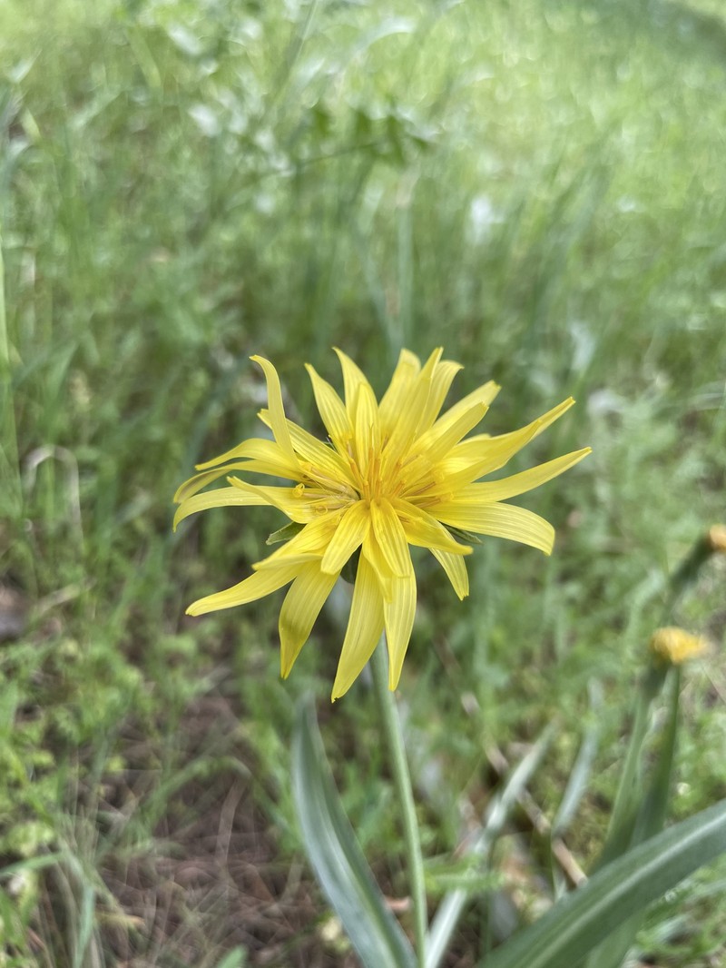 Pseudopodospermum mucidum photo 5