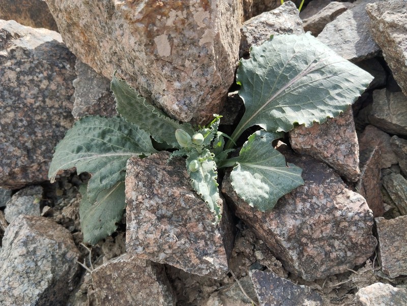 Pseudopodospermum ovatum