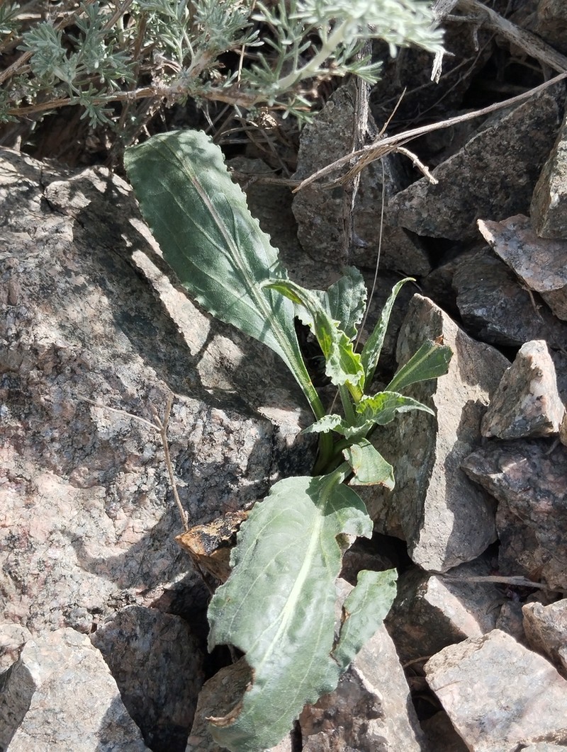 Pseudopodospermum ovatum photo 2