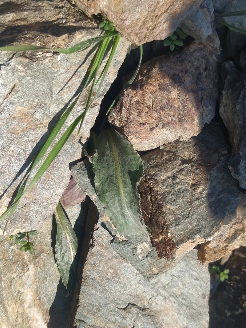 Pseudopodospermum ovatum photo 3