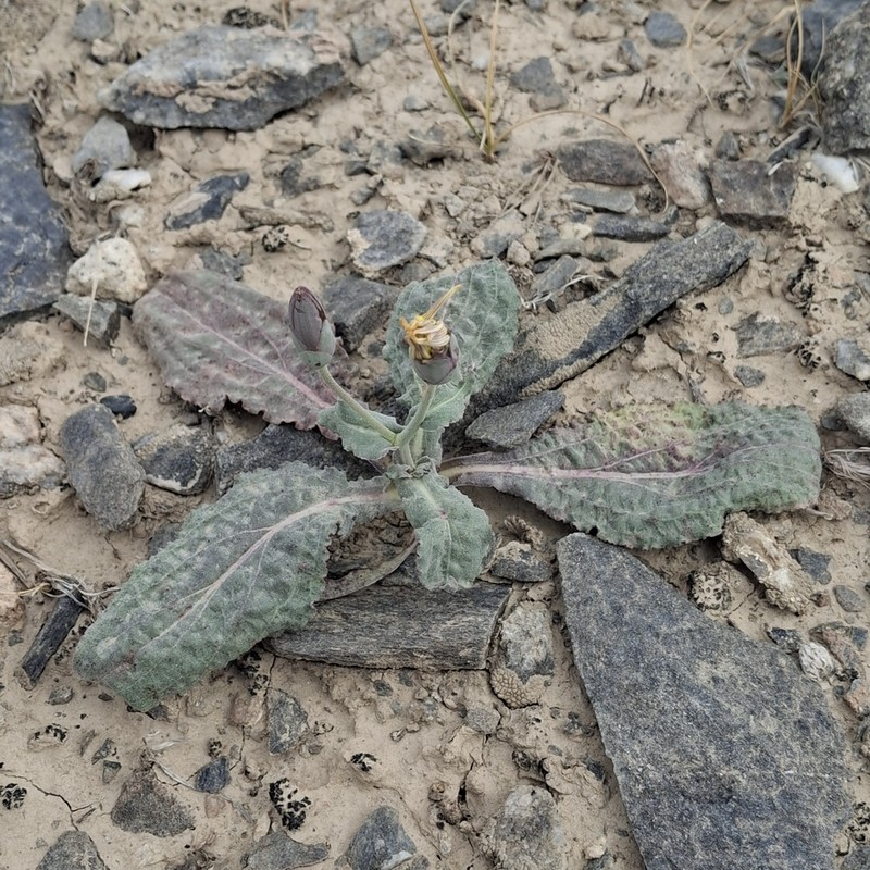 Pseudopodospermum ovatum photo 4