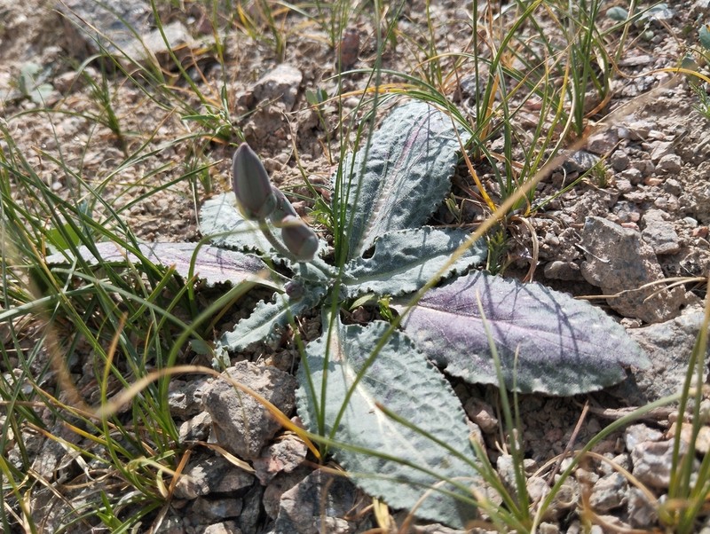 Pseudopodospermum ovatum photo 5