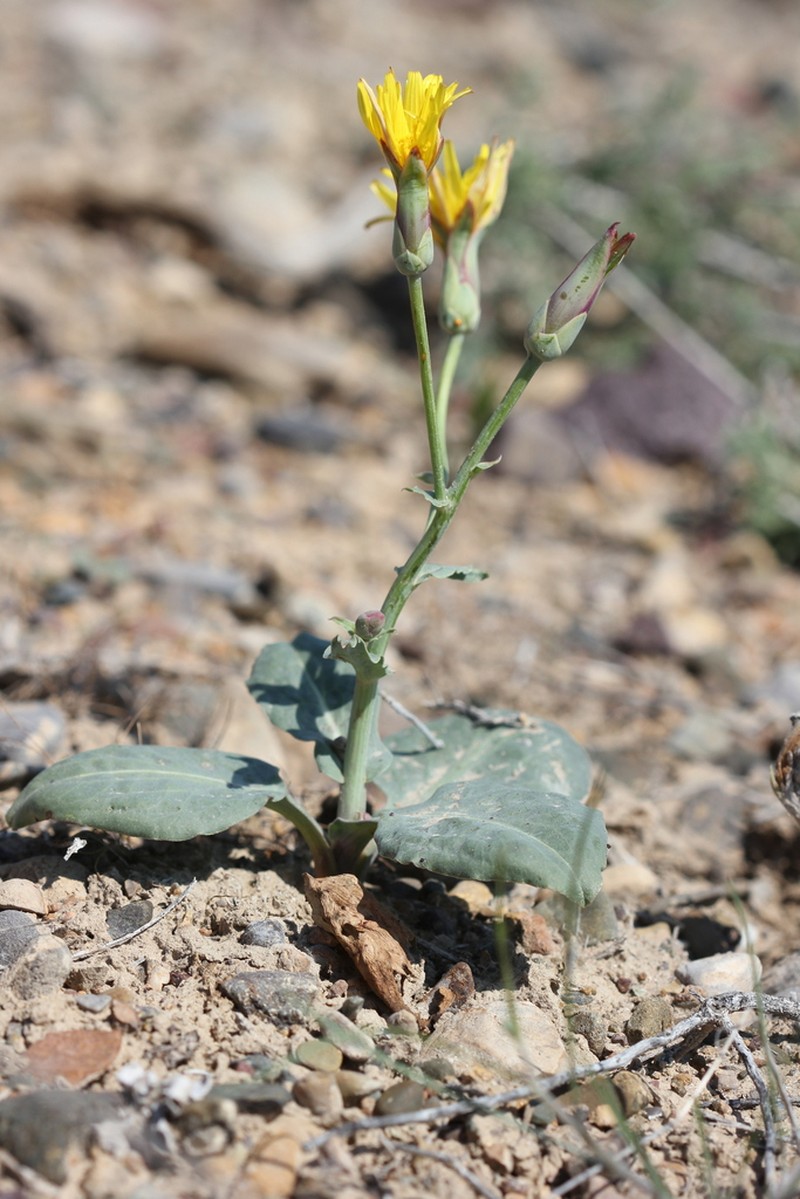 Pseudopodospermum ovatum photo 6