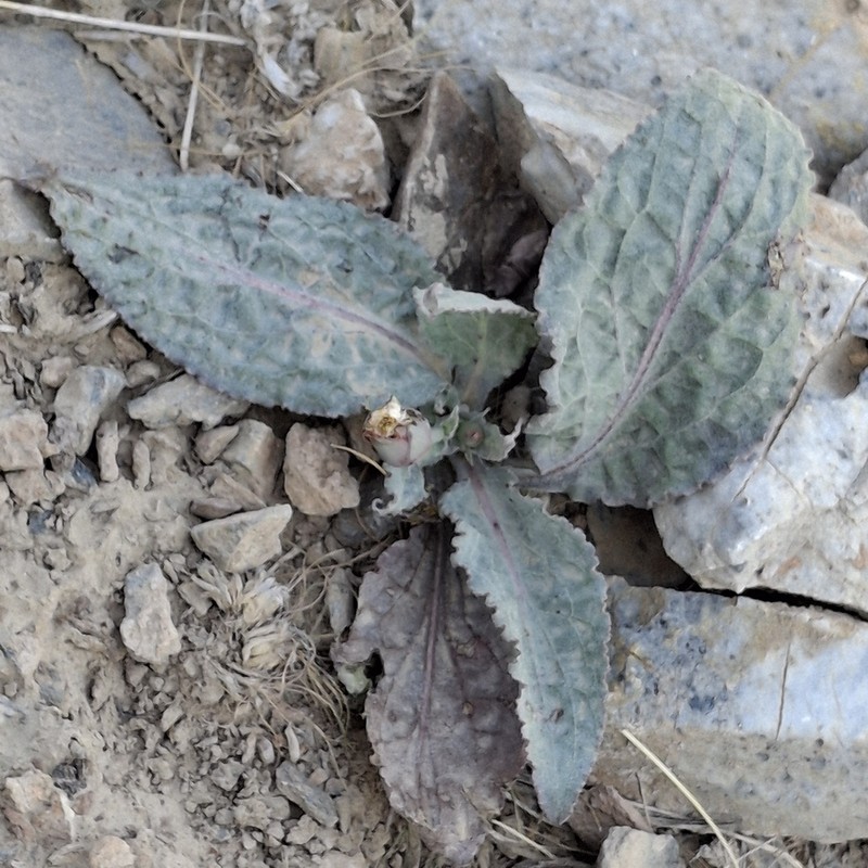 Pseudopodospermum ovatum photo 7