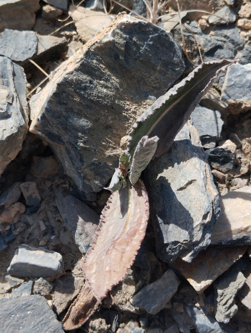 Pseudopodospermum ovatum photo 8