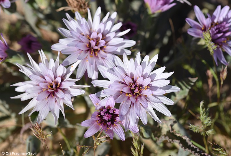 Pseudopodospermum papposum