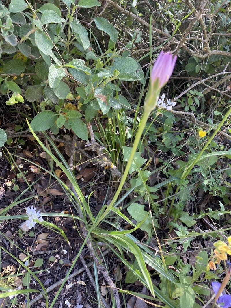 Pseudopodospermum papposum photo 2