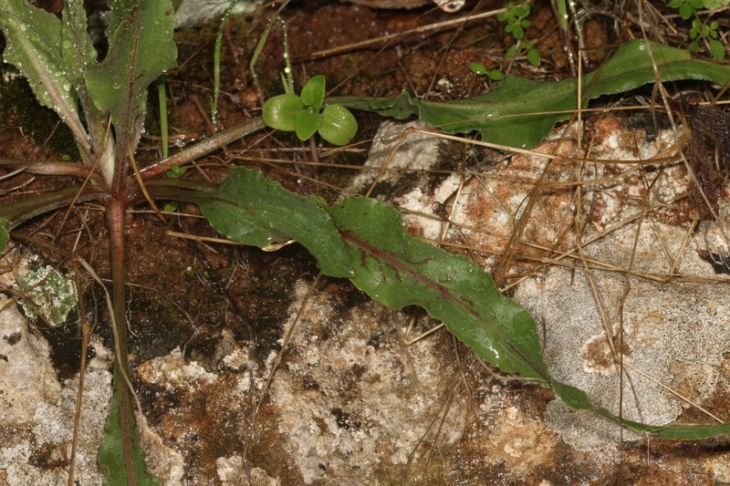 Pseudopodospermum papposum photo 3